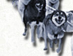 dogsled team